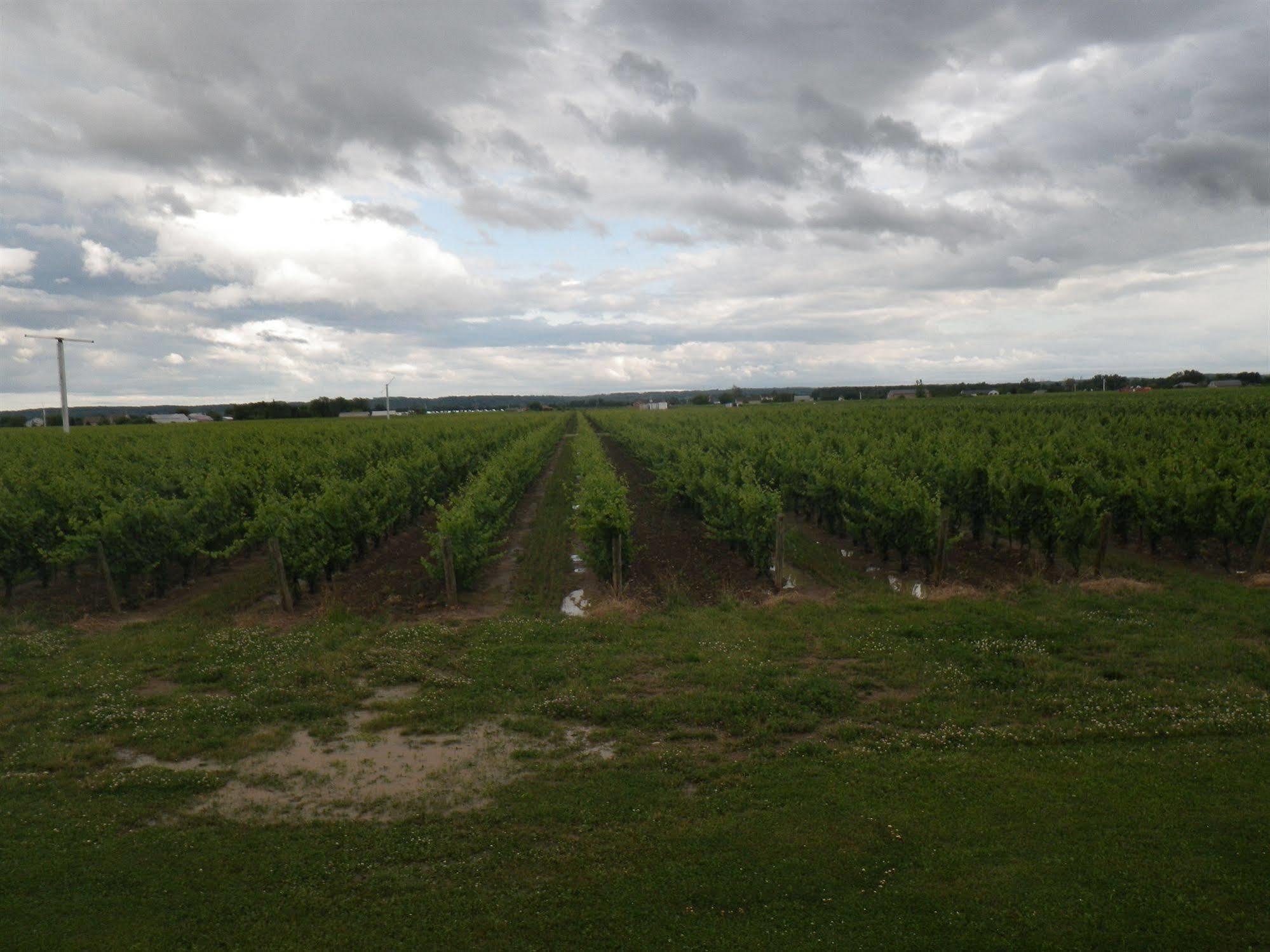 A Vineyard View Bed And Breakfastナイアガラオンザレイク エクステリア 写真